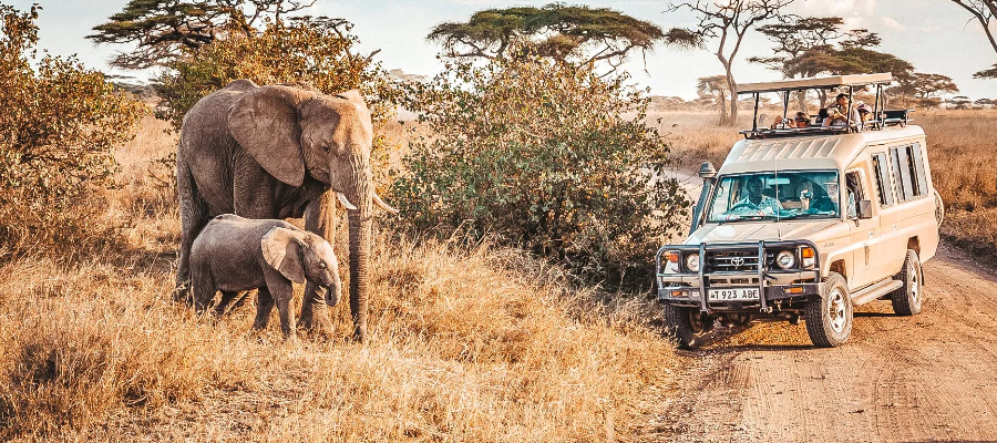 safari Tanzanie