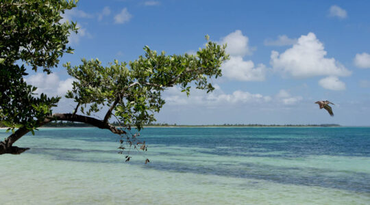 groupe en excursion Sian Ka'an dans les mangroves